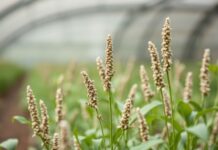 Çiftçilikte Yenilik: Chia Tohumu ile Çözüme Doğal Yöntemler Innovation in Farming: Natural Solutions with Chia Seeds