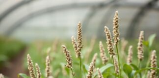 Çiftçilikte Yenilik: Chia Tohumu ile Çözüme Doğal Yöntemler Innovation in Farming: Natural Solutions with Chia Seeds